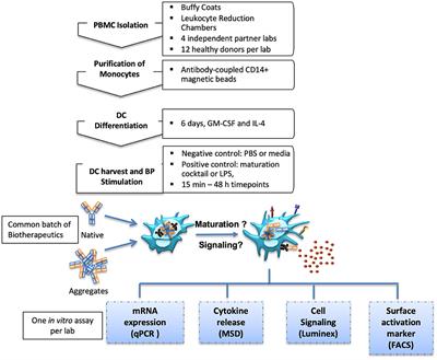 Evaluation of in vitro Assays to Assess the Modulation of Dendritic Cells Functions by Therapeutic Antibodies and Aggregates